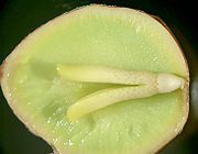 The inside of a Ginkgo seed, showing a well-developed embryo, nutritive tissue (megagametophyte), and a bit of the surrounding seed coat.